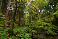 Autumn Snap