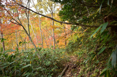 Autumn Snap