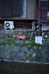 鴨川の猫