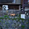 鴨川の猫