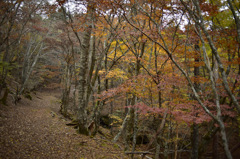 Autumn Snap