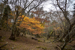 Autumn Snap