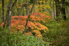 Autumn Snap
