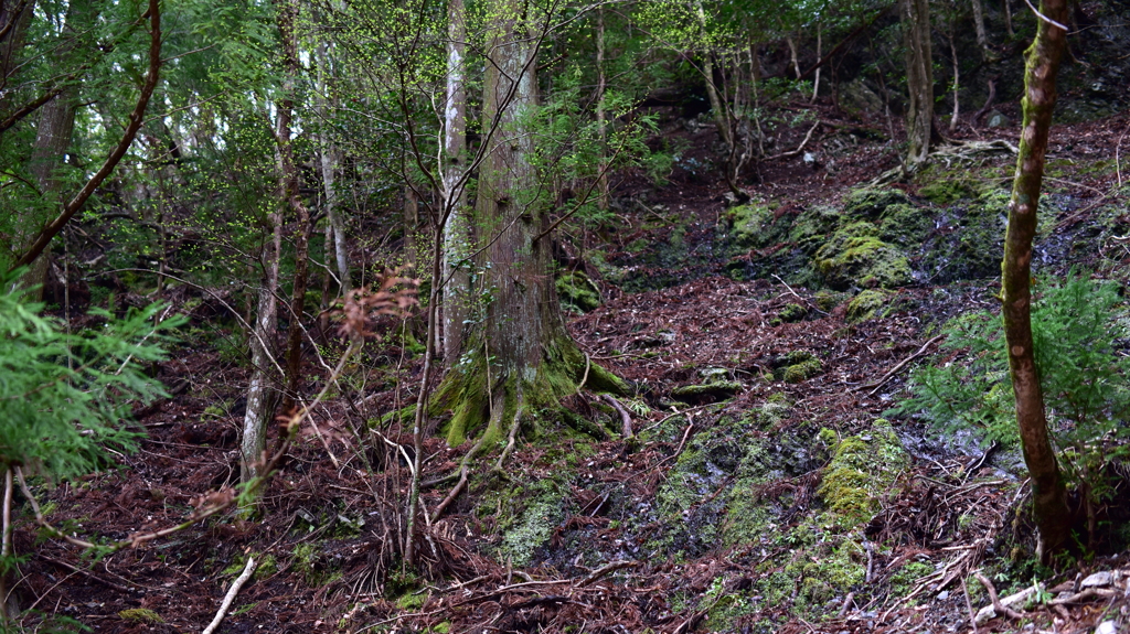 Forest