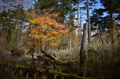 Autumn Snap