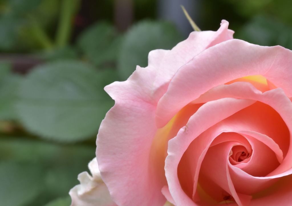 Flower Snap