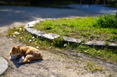 公園の猫