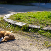 公園の猫