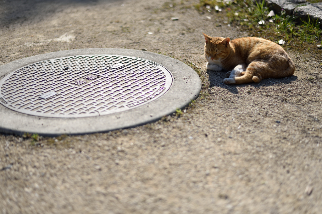 公園の猫