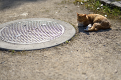 公園の猫