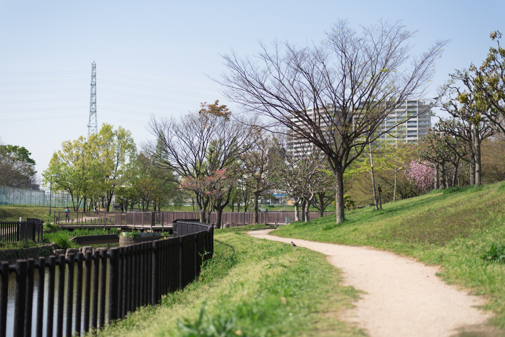 公園の道