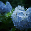 影下の紫陽花