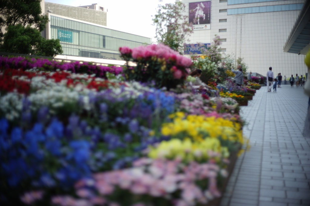 都会の花畑