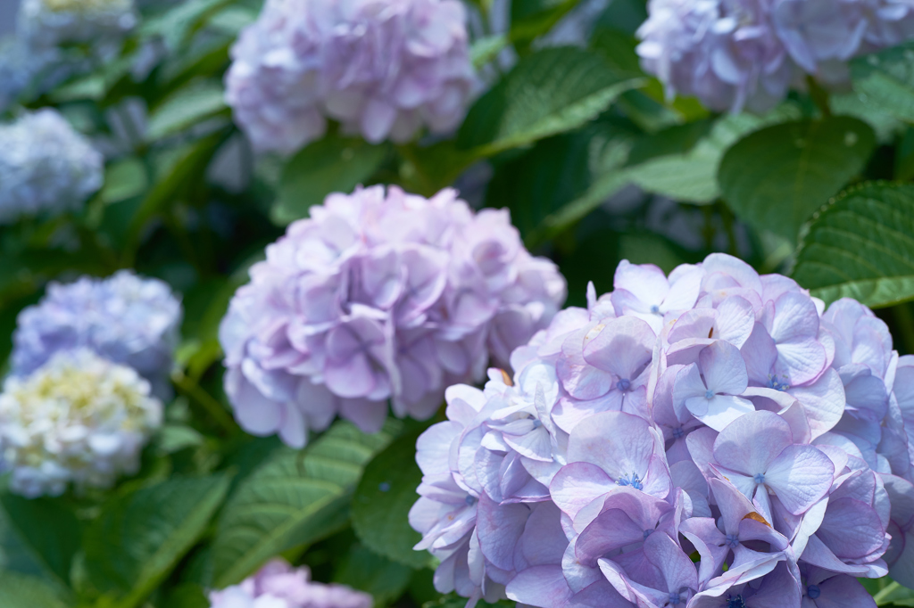 紫陽花空に向かって