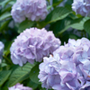 紫陽花空に向かって
