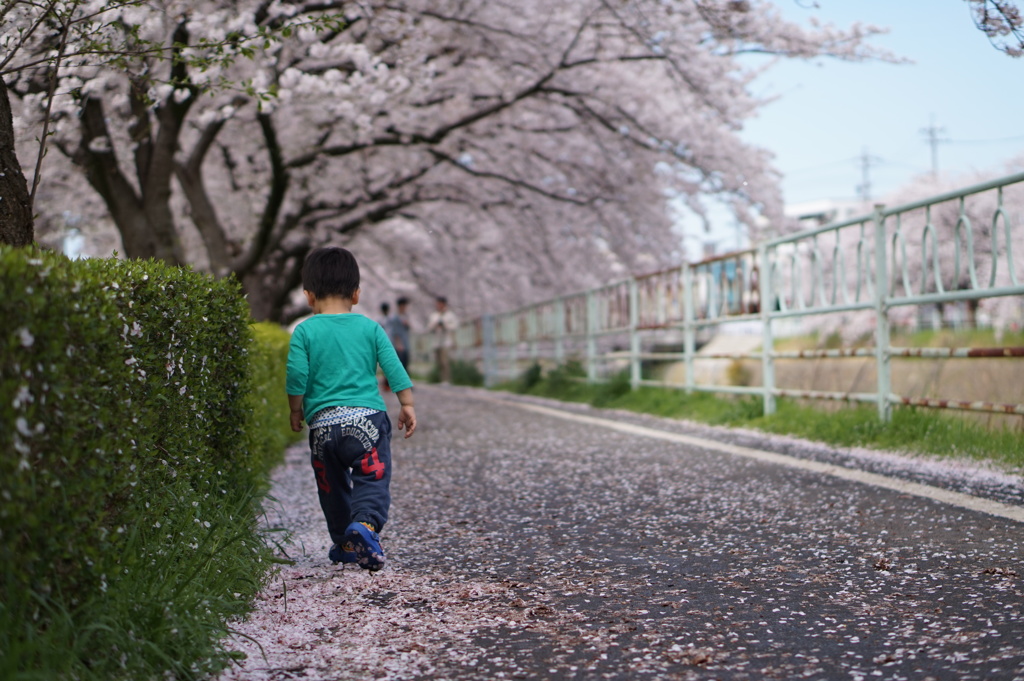 桜のトンネルを