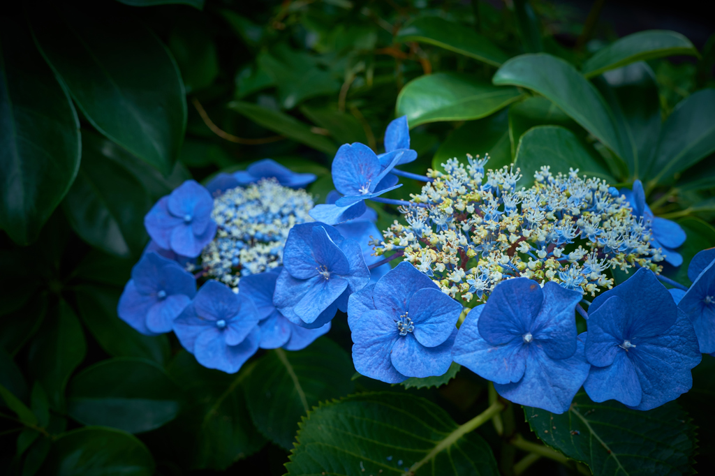 ひっそり紫陽花