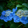 ひっそり紫陽花