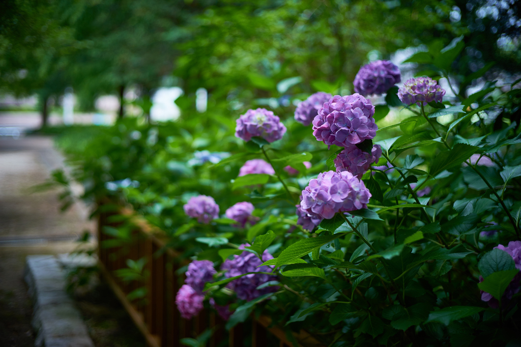 紫陽花公園