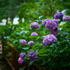 紫陽花公園