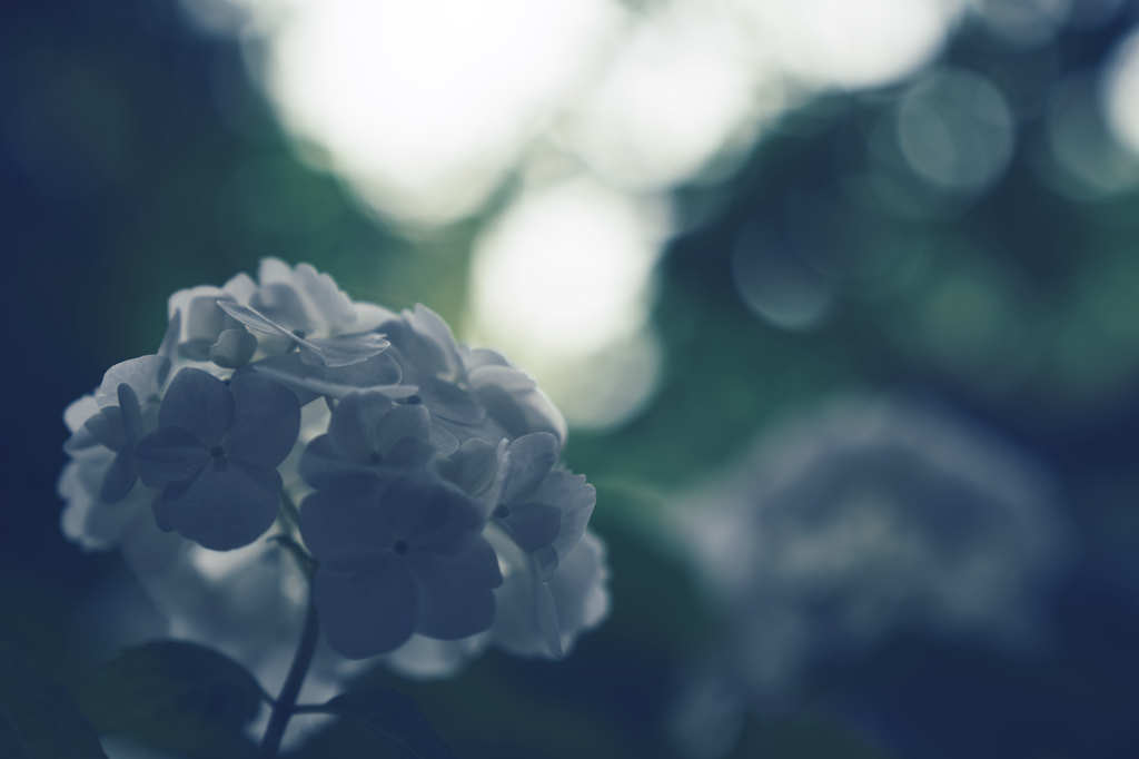 あの日の紫陽花
