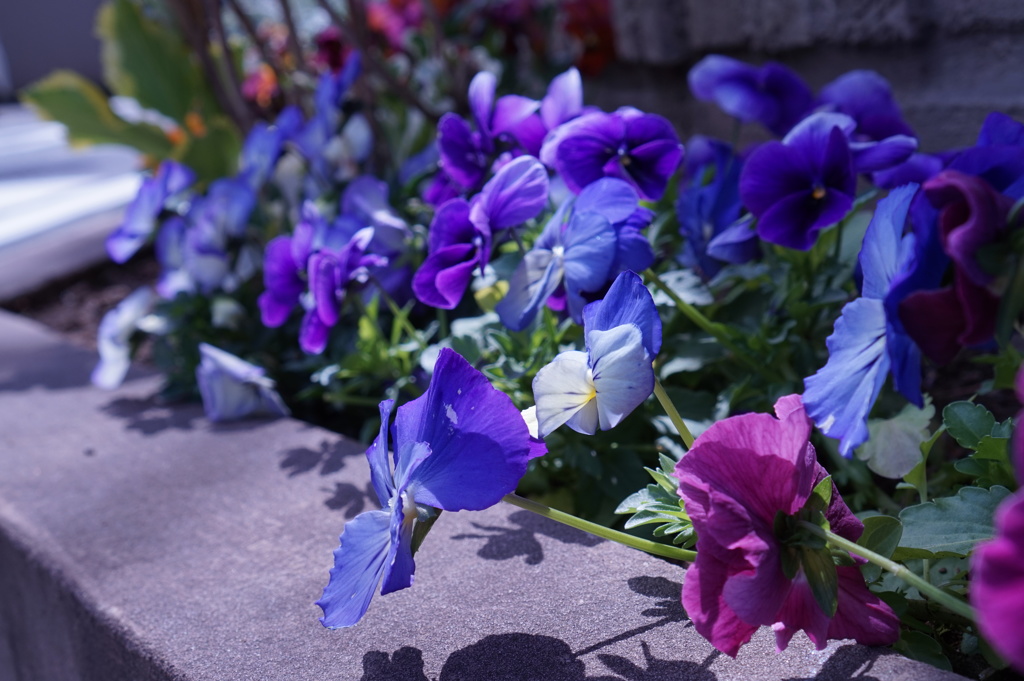 道端の花
