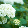 白の紫陽花