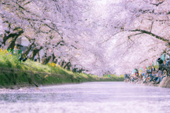 桜道