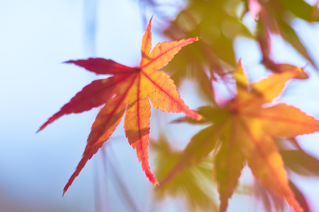 紅葉模写