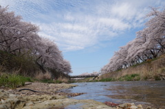 桜と空