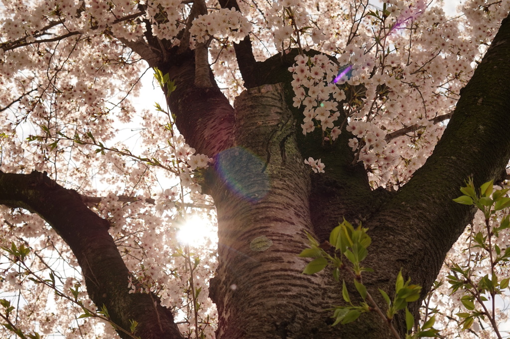 桜の力強さ