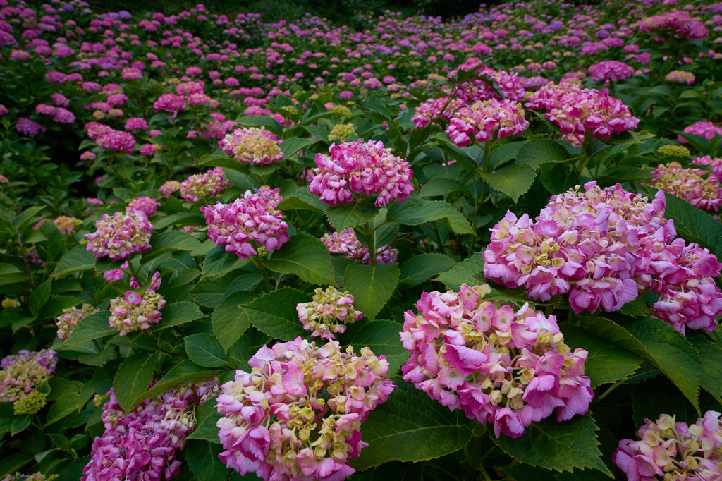 紫陽花満開