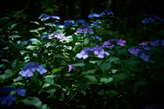 紫陽花ライトスポット