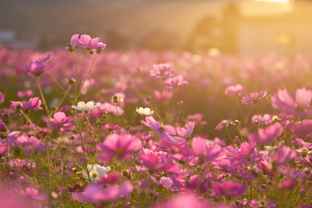 暁の花