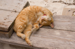 川平湾の猫
