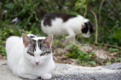竹富島の猫たち