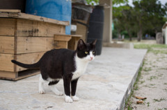 竹富島の猫