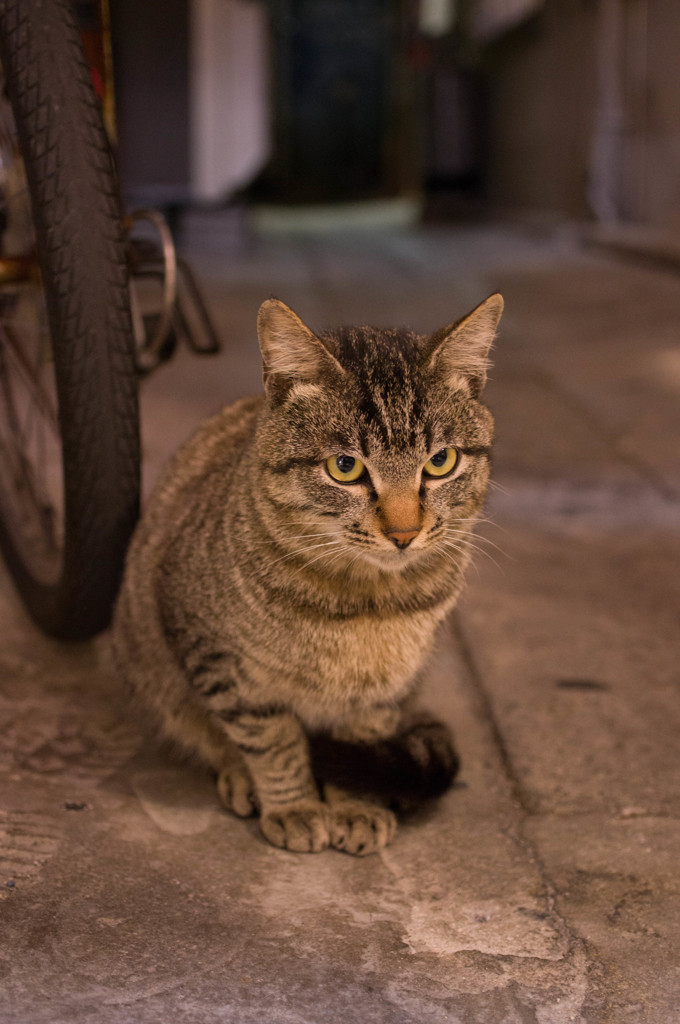 路地裏の猫