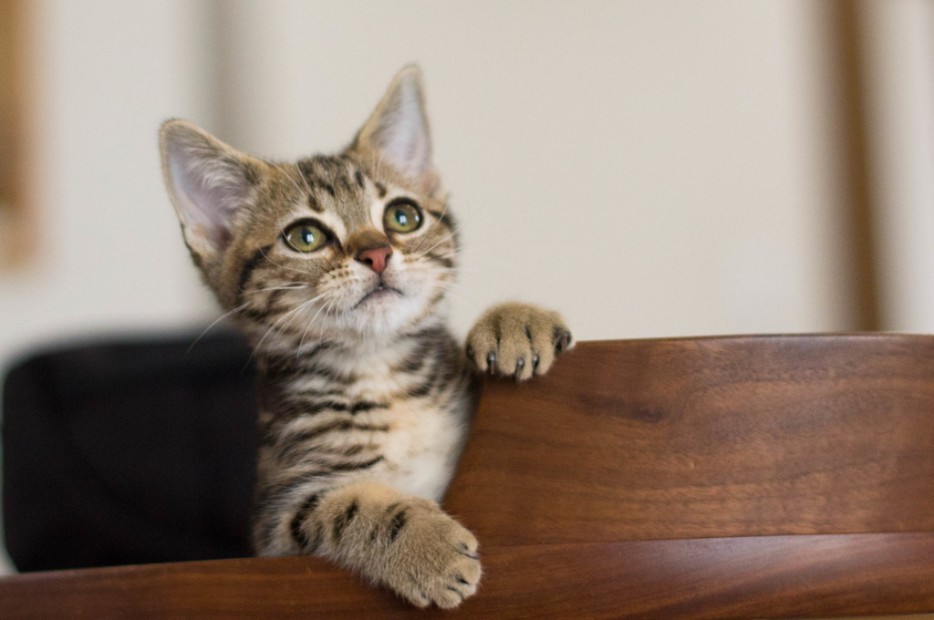 子猫