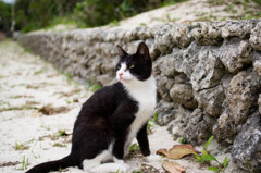 竹富島の猫