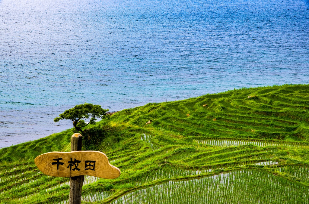 白米千枚田