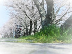 桜日和