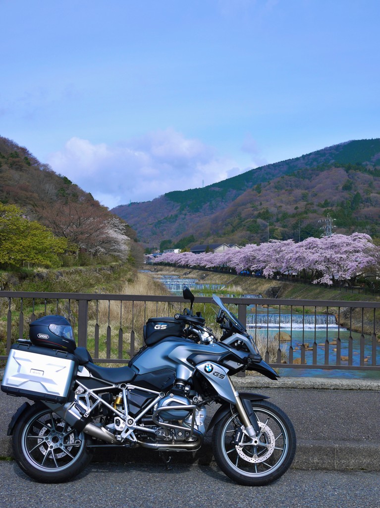 宮城野早川堤の桜