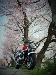 桜の下のCB