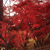 弘前公園