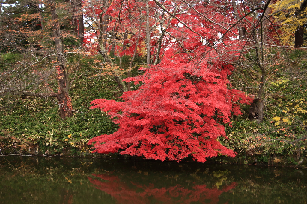 弘前公園中濠