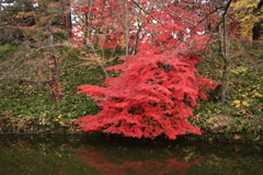 弘前公園中濠