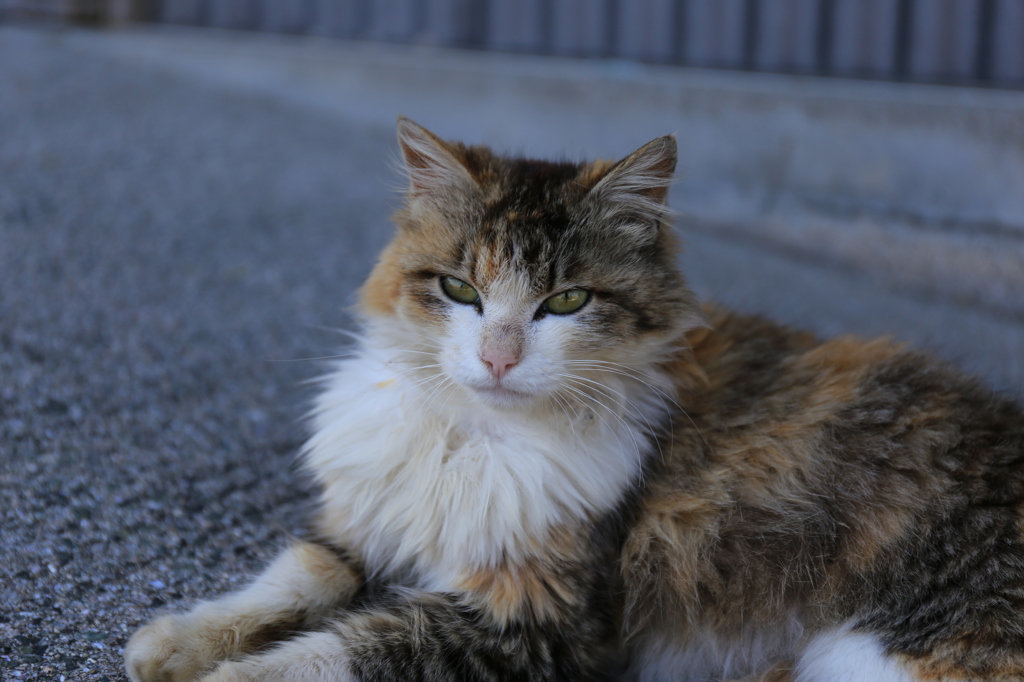 Cat Ⅲ