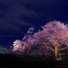 浅井の一本桜 #1