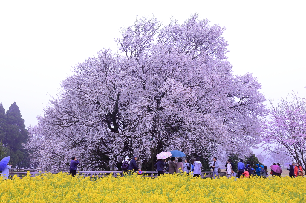 一心行の大桜2016 #3